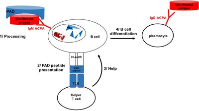 How RA Associated HLA-DR Molecules Contribute to the Development of Antibodies to Citrullinated Proteins: The Hapten Carrier Model